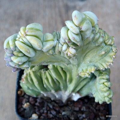 D1498 MYRTILLOCACTUS GEOMETRIZANS CRESTED pot8-H12-W9 cm MaMa