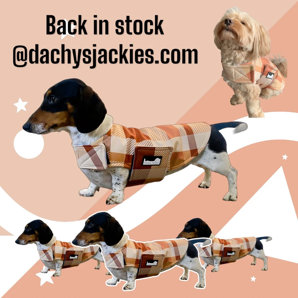 Dachshund coat - Dapper Caramel - Dachys Jackies - Image 3 of 4
