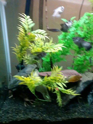 fish tanks for sale Everything You See + The Live Plant And Fish And Snails - Picture 10 of 12