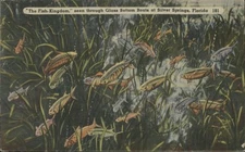 "The Fish-Kingdom." seen at Silver Springs,Florida,FL Tichnor Marion County