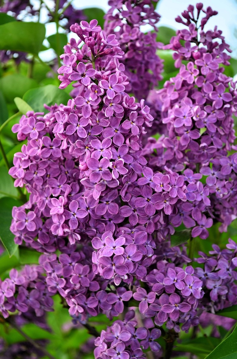25 FRENCH / Old FASHIONED LILAC Syringa Vulgaris Flower Shrub Bush