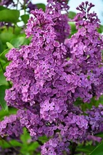 25 FRENCH / Old FASHIONED LILAC Syringa Vulgaris Flower Shrub Bush Seeds