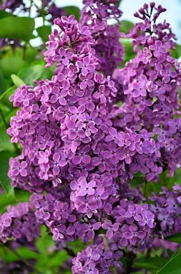 SEEDVILLE USA 25 FRENCH / Old FASHIONED LILAC Syringa Vulgaris Flower Shrub Bush Seeds