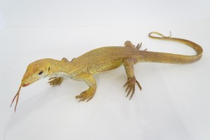 Vintage Monitor Lizard Realistic Replica PVC Figure AAA ~ 15"