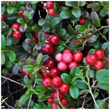 Cranberry Plant in 9cm Pot | Vaccinium macrocarpon | Hardy