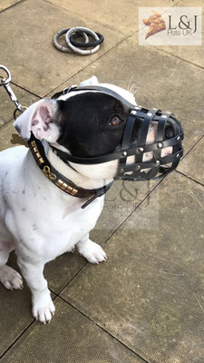 dog muzzle for staffy