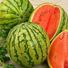 Watermelon se ds, 20 Astrakhan Watermelon organic heirloom se ds 204 TRACK