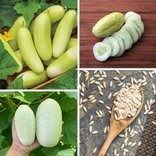 White Cucumber Seeds Cuke Cucumis Vegetable Seed Organic Heirloom 20+