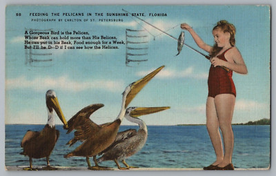 Feeding the Pelicans In The Sunshine State Florida Postcard