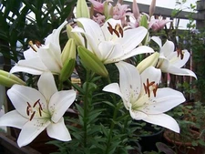 2 - WHITE ASIATIC LILY Live Flower Bulbs  * ATTRACTS BUTTERFLIES