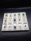 Real Insect Specimen Bugs in Resin Collection Beetle in Resin Paperweights