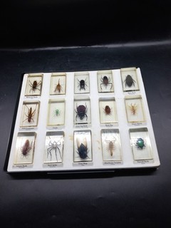 Real Insect Specimen Bugs in Resin Collection Beetle in Resin Paperweights