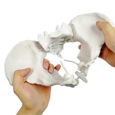 Evotech Flexible Female Pelvis Model On Elastic, Life Size Pelvic...