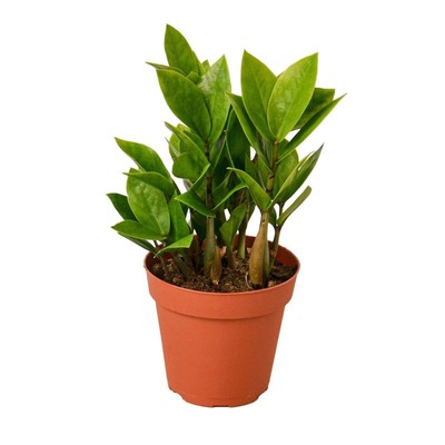 Zamioculcas Zamiifolia ZZ-8'' Pot / Nursery Pot