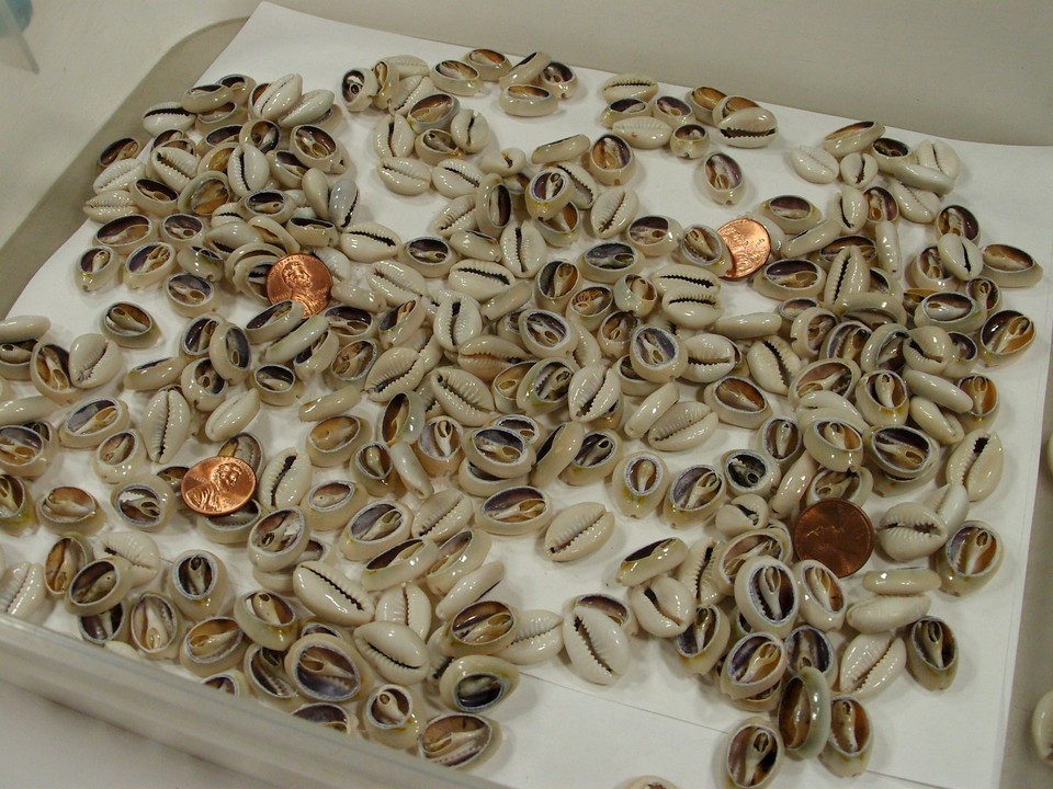 4 Pounds 1,600 PCS Cut Cowrie Shells Wholesale Bulk Lot (No Holes) (UDP ...
