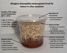 Wingless Fruit Flies (newly started 24oz Drosophila melanogaster culture)