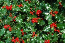 10 Holly Hedging Plants Native Evergreen Ilex Aquilfolium Fast Growth 15-20cm