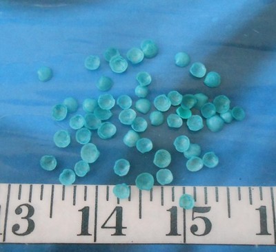~ Baby Cup Shells ~ 55+ ~ Green/Blue Mix ~ Shellcraft ~ Sailor's Valentines ~