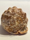 Bull’s Mouth Helmet Conch Shell - Natural & 3 Florida Fighting Conch Shells — photo 3