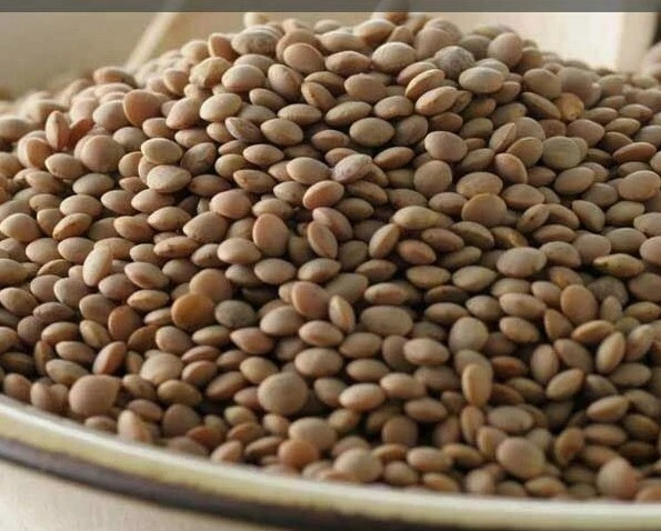 СУШЕНАЯ ЧЕЧЕВИЦА Bean оптом размер лот 2 4 6 10 18 + фунтов кладовая закусочная кухня - Изображение 4 из 4