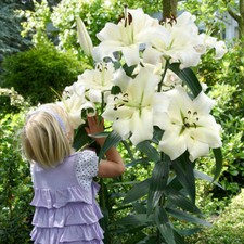 Skyscraper Lily 'Pretty Woman', Set of Five Bulbs