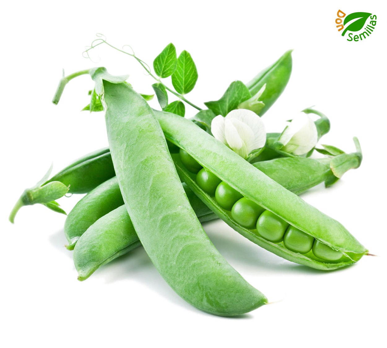 Guisante Lincoln Mata Baja ( 50 semillas ) Rustica y productiva Guisantes