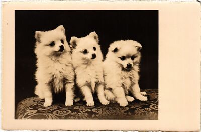 CPA AK Three Puppies DOGS (1388171)