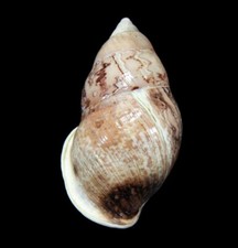 LAND SNAIL, SHELL - Amphidromus asperoides-NEW SPECIES 2024, 59.1MM