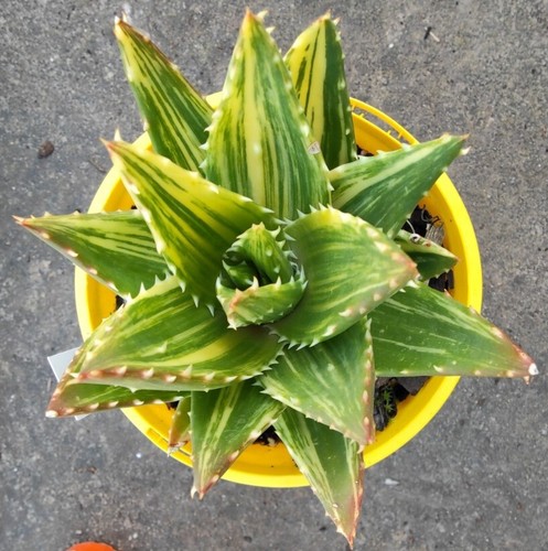 Aloe distans sp  Large 🏵️ 14cm diameter - Picture 3 of 3