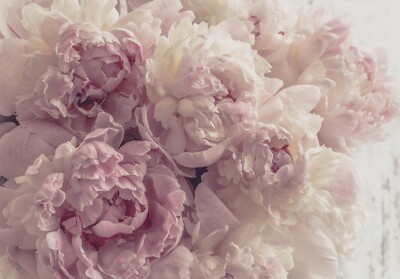 Fototapete BLUMEN 3D Schlafzimmer Rosa Pfingstrose PAPIER TAPETE XXL Rosen beige