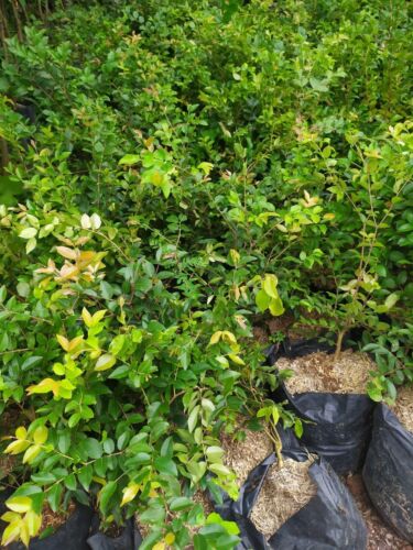 Injertado Sin Semillas Jabuticaba Fruta Brasileña Uva Libre Certificado Fitosanitario - Imagen 4 de 8
