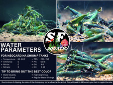 SF Aquatic 10 GREEN JADE Neocaridina Aquarium Shrimp. Live Guarantee