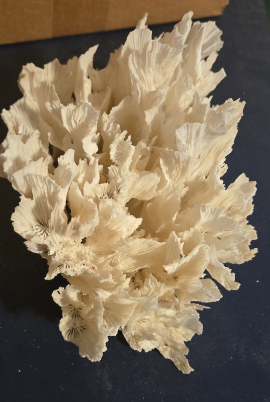 Tissue Paper Coral Reef, lettuce, ruffle, Authentic Sea Coral Large Dry Reef