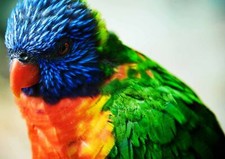 501725 RAINBOW LORIKEET - Wild Birds   ** 36x24 WALL PRINT POSTER