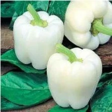 120+ WHITE BELL PEPPER SEEDS ---------- HEIRLOOM -- NON GMO -------- RARE