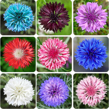 3,200 Mix Colors Bachelor Button Seeds   Heirloom Non-Gmo USA Grown Cornflower S