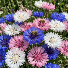 Cornflower BEE GARDEN Mix Bachelor Button Pollinator Flower Garden USA 500 Seeds