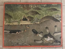 Original vintage zoological hard  school chart of  Mole