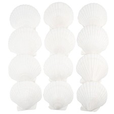 12 PCS Scallop Shells Natural Seashell, 4" to 5" White Scallop Shells Large Seas