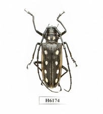 Batocera for collectors | rare Batocera longhorns