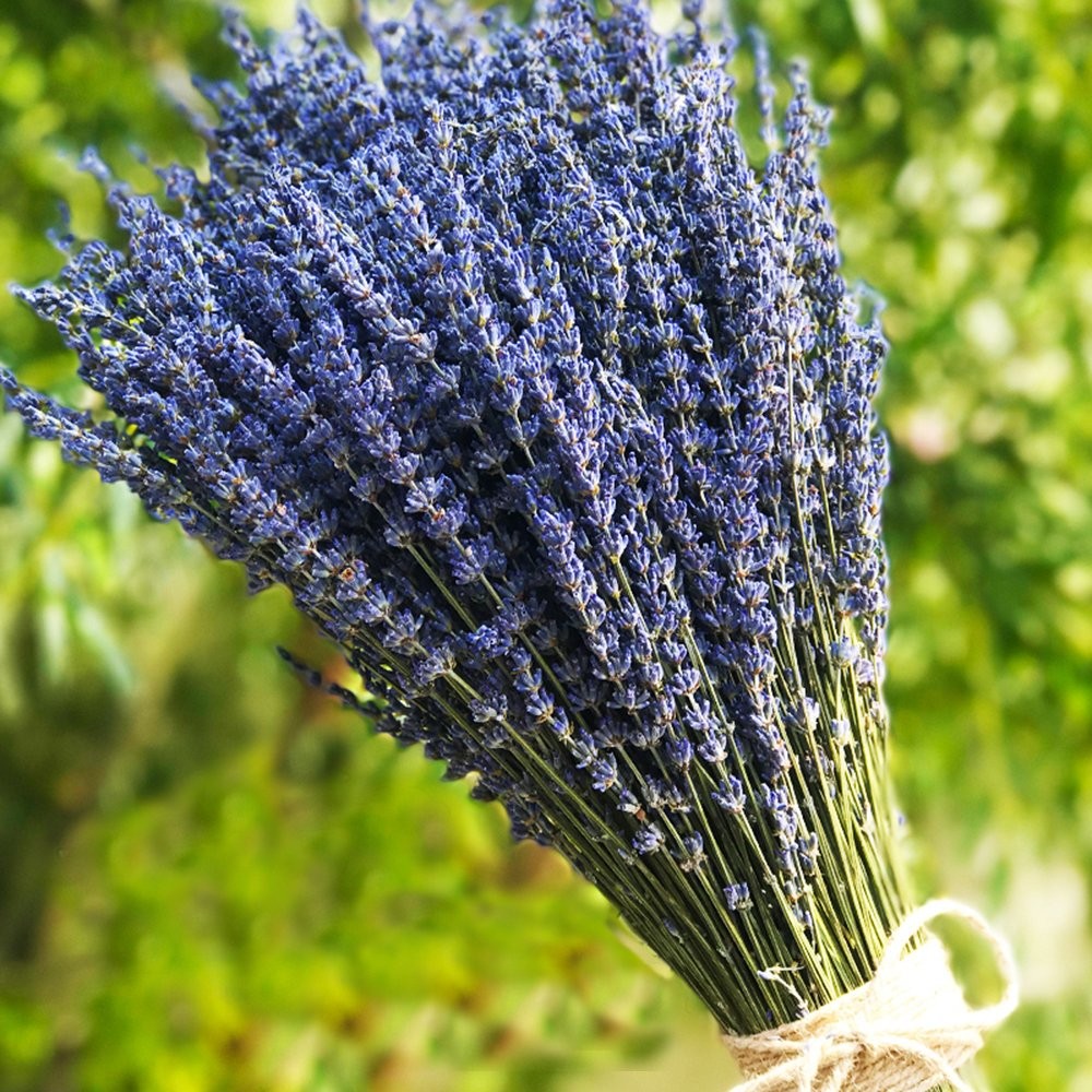 TooGet Lavender Dried Ultra Blue Bundles 200+ 100+ Tallos, Blue, Purple