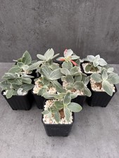 Sinningia leucotricha, Rechsteinera, selten, rar, Kaudex, Caudex