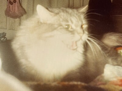 JC Photograph Cute Adorable Hissing Cat Close Up POV 1980's Gray Fluffy Kitty 