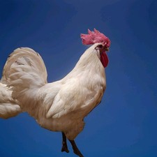 Bresse Gauloise  Hühner Eier, 10 Stück, cremefarbig 