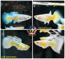1 TRIO - Live Aquarium Guppy Fish High Quality - Full Gold - US Seller