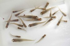 25 Live Gambusia Mosquito Fish Koi Pond Aquarium Feeder Fish Hardy Guppy