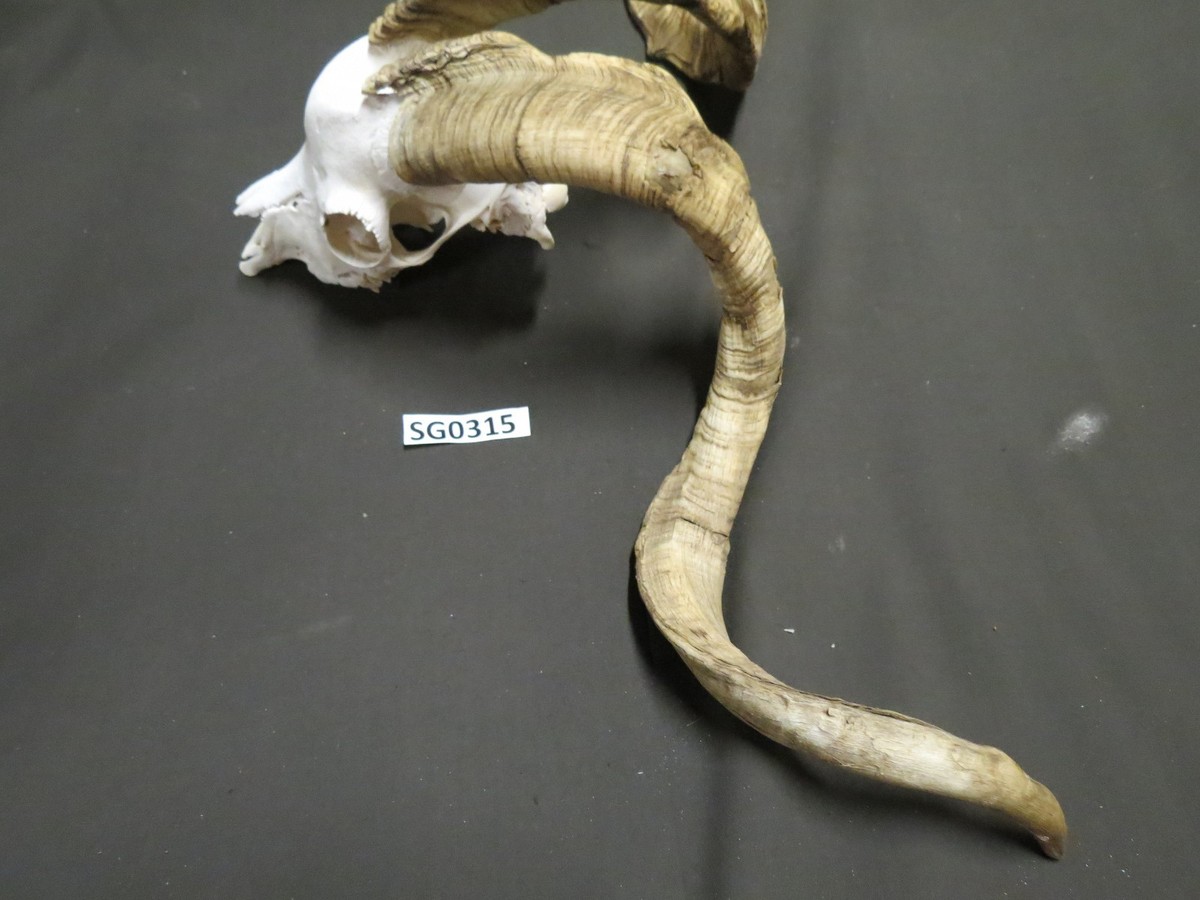 【MAISON MINED】22SS★ SKULL GOAT HALF T Demon Goat Skull 1:12 Scale Artisan Diorama Dollhouse