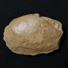 NUCULA MARGARITIFERA, Fossilen, Kreide (Ägypten)