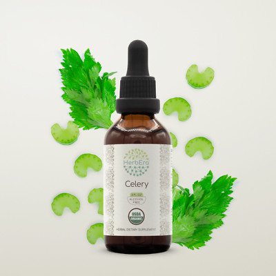 HerbEra Celery Alcohol-FREE Herbal Extract Tincture, (Apium graveolens)