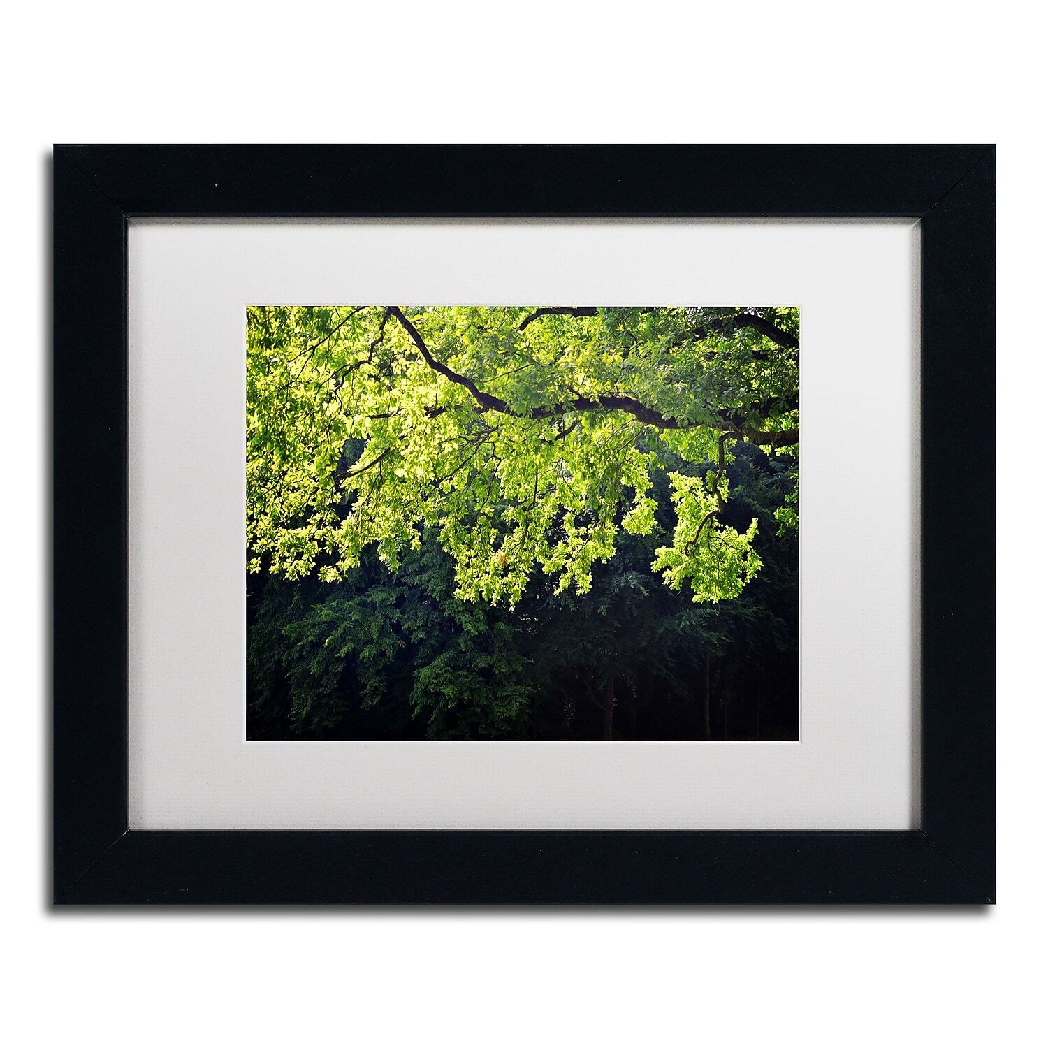 Trademark Fine Art PSL0313B1114MF Light Branch by Philippe Sainte